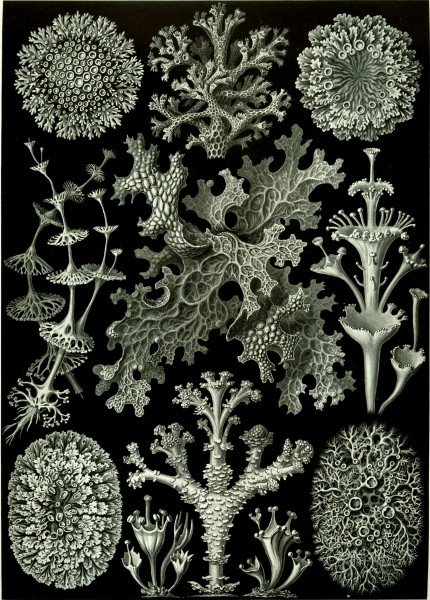 Lichenes - Print by Ernst Haeckel, Art Forms of Nature, 1904