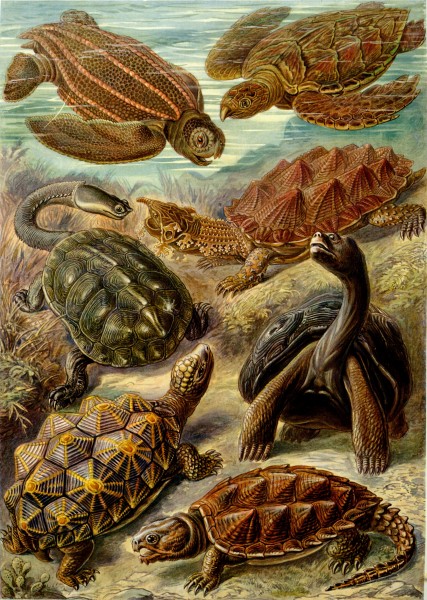 Chelonia - Print by Ernst Haeckel, Art Forms of Nature, 1904