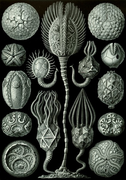Cystoidea - Print by Ernst Haeckel, Art Forms of Nature, 1904