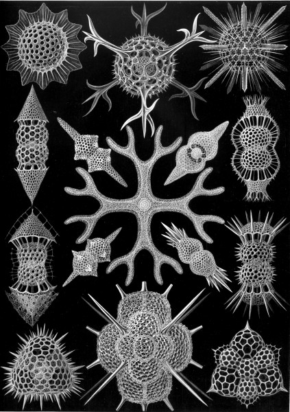 Spumellaria - Print by Ernst Haeckel, Art Forms of Nature, 1904