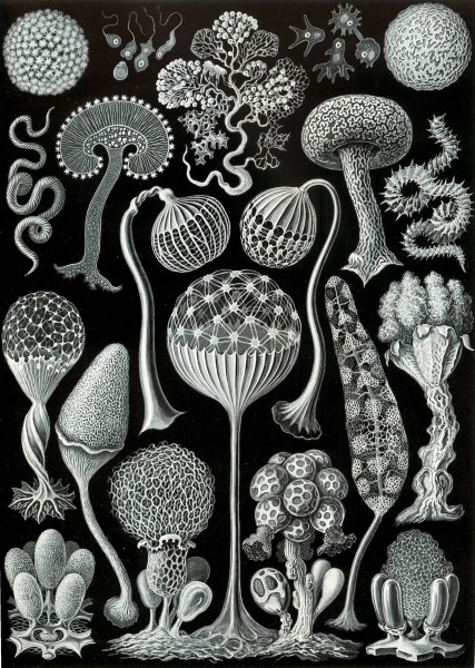 Mycetozoa - Print by Ernst Haeckel, Art Forms of Nature, 1904