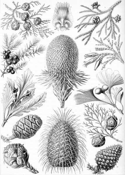 94. Coniferae - Print by Ernst Haeckel, Art Forms of Nature, 1904
