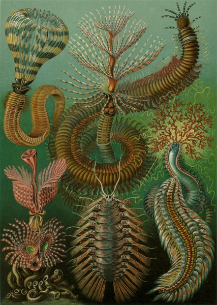 Chaetopoda - Print by Ernst Haeckel, Art Forms of Nature, 1904