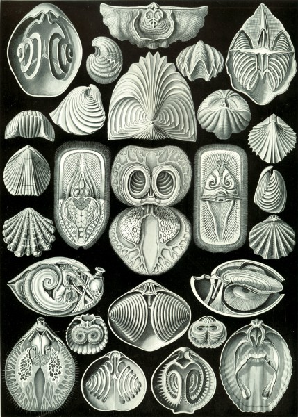 Spirobranchia - Print by Ernst Haeckel, Art Forms of Nature, 1904