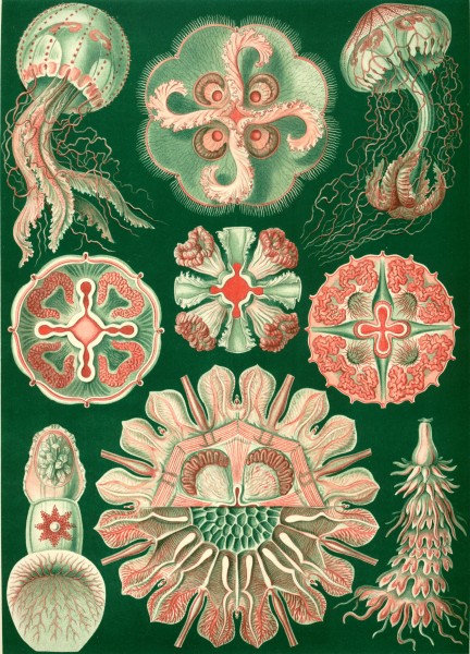 Discomedusae - Print by Ernst Haeckel, Art Forms of Nature, 1904