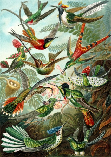 Trochilidae - Print by Ernst Haeckel, Art Forms of Nature, 1904