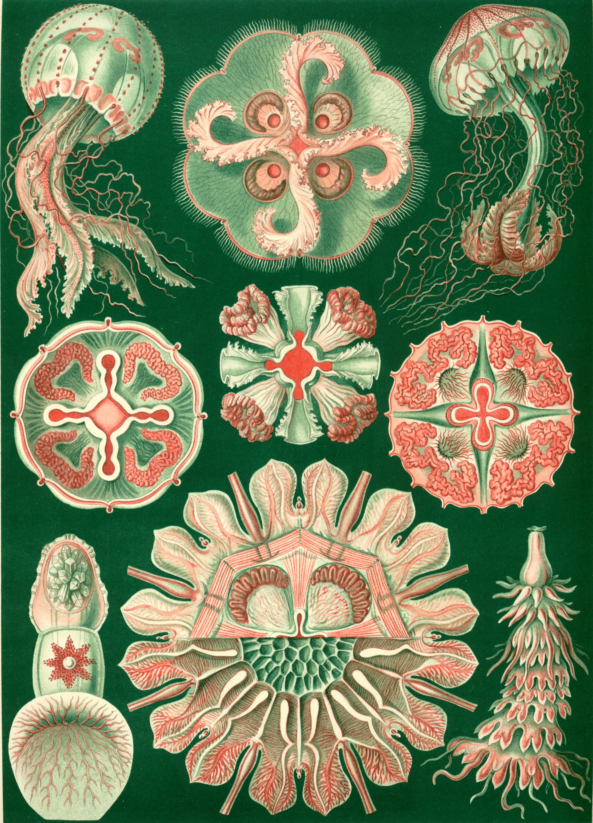 100 Beautiful Illustrations of Biologist Ernst Haeckel ... - 2382 x 3303 jpeg 1837kB