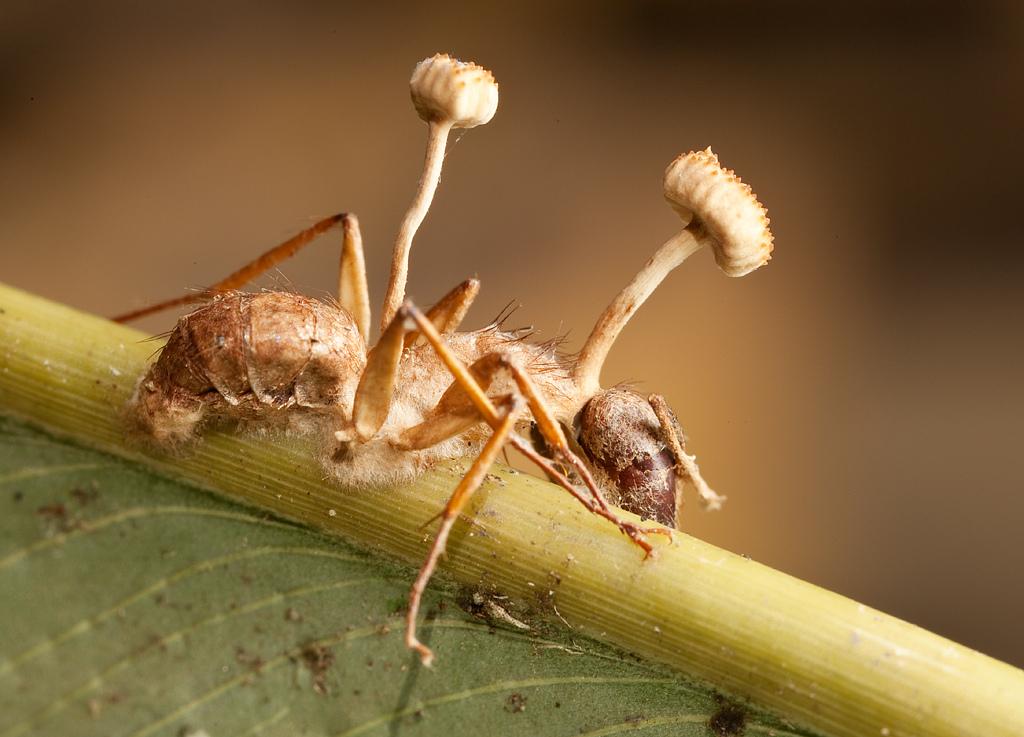 ANT - ZOMBIE FUNGUS