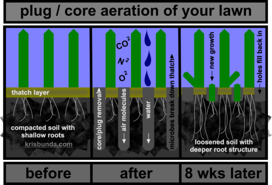plug or core aeration of your lawn