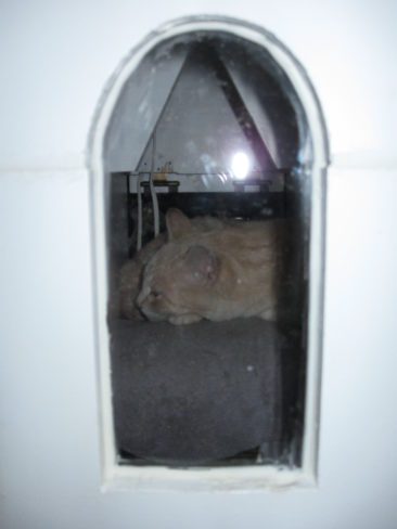 Kitty in the Cat House